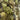 Feuilles de Jujubier Sidr – 40 g